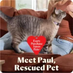 teknobin-product-eurepo-bissell-little-green-teknobincom_8