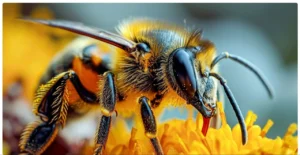 arı üzerinde makro çekim detayı yüksek netlik ve renk doğruluğu gösteren kamera örnek fotoğrafı