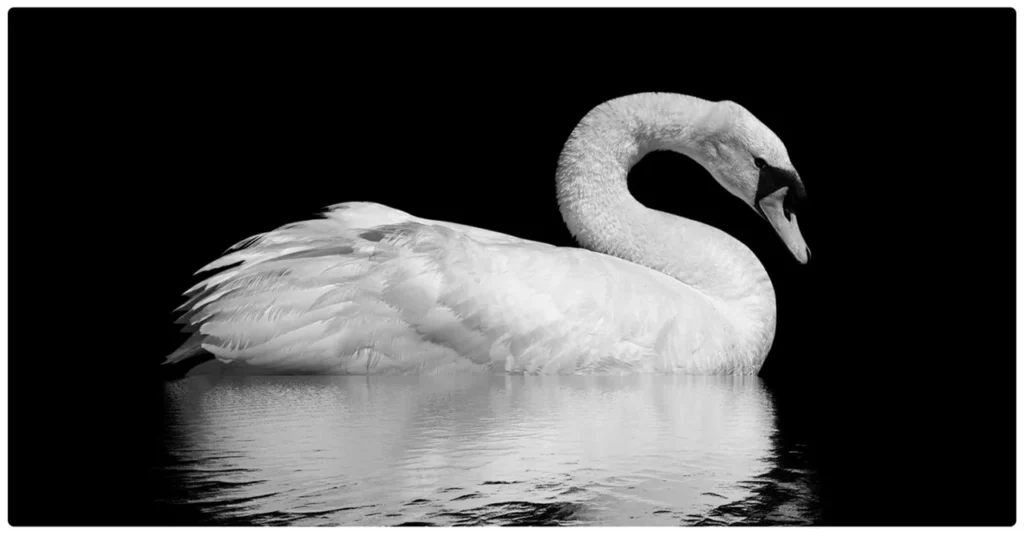 siyah arka planda beyaz kuğu gece görüş kamerası düşük ışıkta net çekim örneği