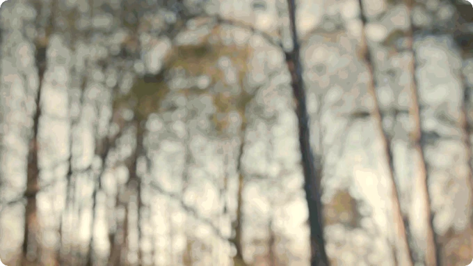 Unihertz Titan 2 Elite kamera odak testi bulanık arka plan ağaç sahnesi fotoğraf örneği